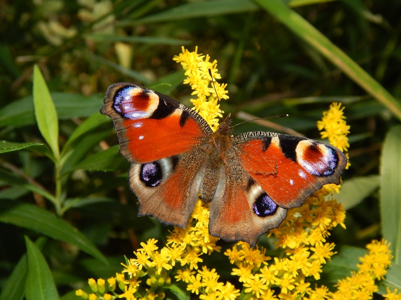 Mantide preda Aglais io